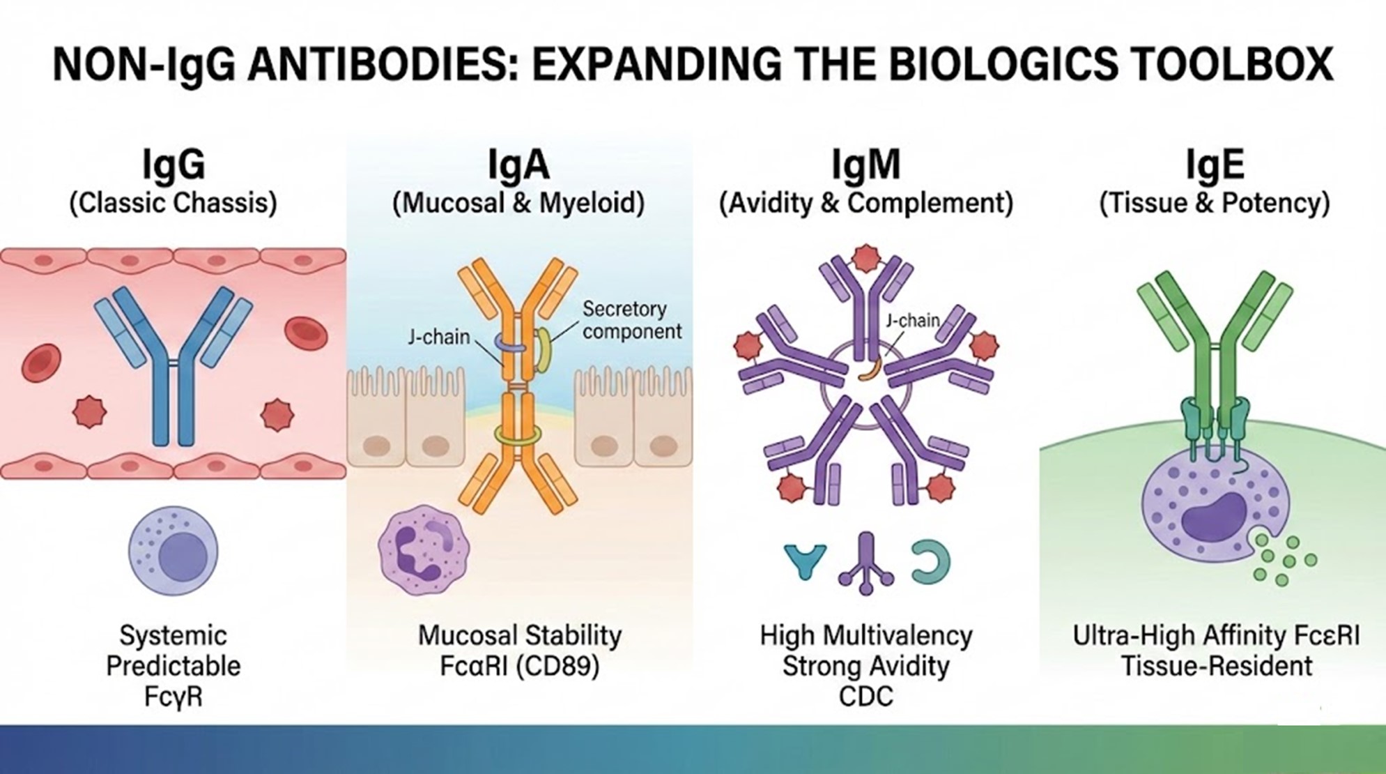 Non-IgG Antibodies Explained: Why IgA/IgM/IgE Are Re-Emerging in ...